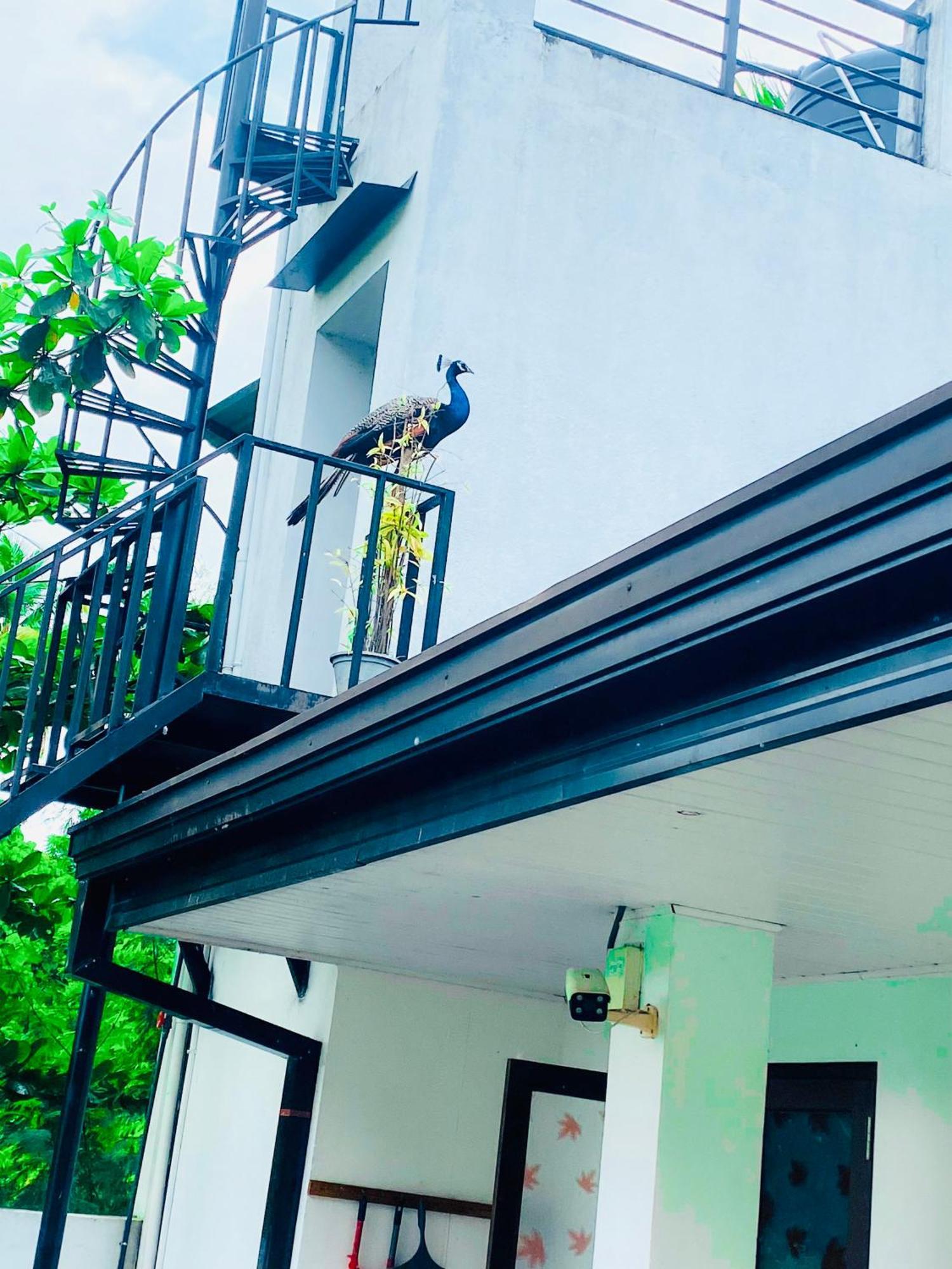 Premium Cottages B&B Kurunegala Eksteriør bilde
